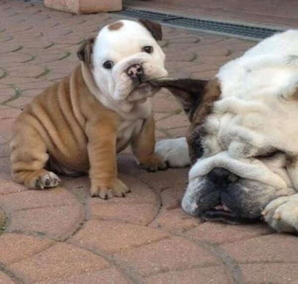 How To Train Your Bulldog Puppy To Stop Biting - Bullie Post