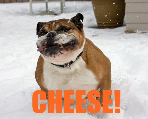 funny-bulldog-cheese-smile