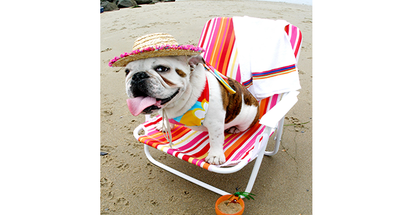 bulldog-at-beach