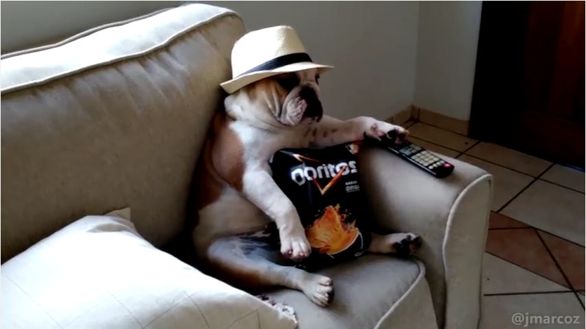 bulldog-chilling-out