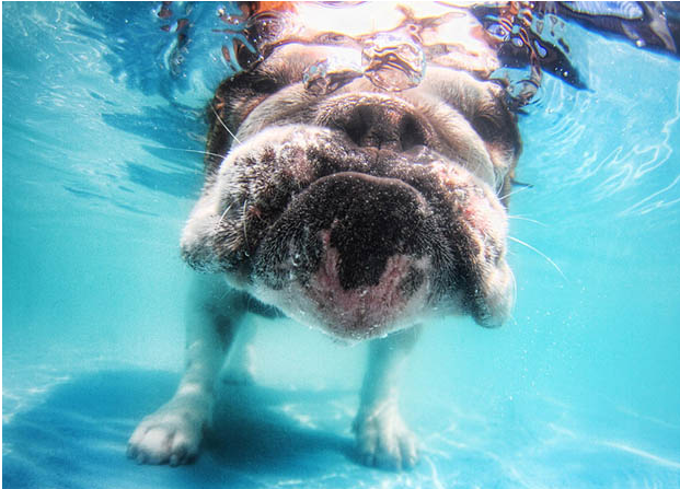 bulldog-under-water-seth-casteel
