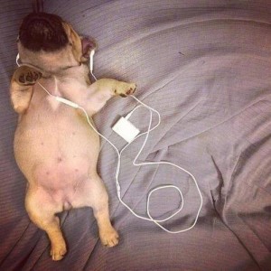frenchie-listening-to-ipod