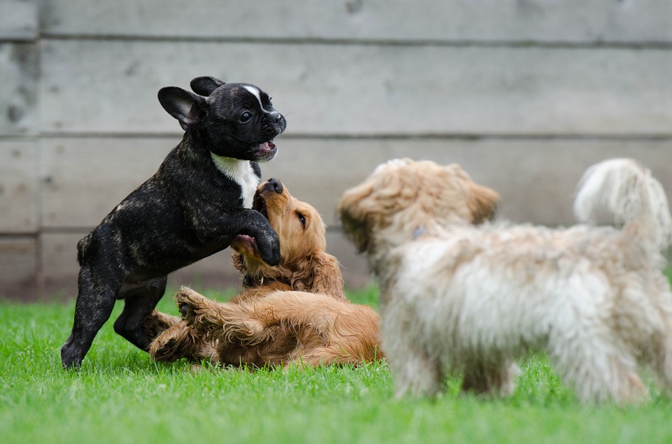 playing-puppies-790638_960_720