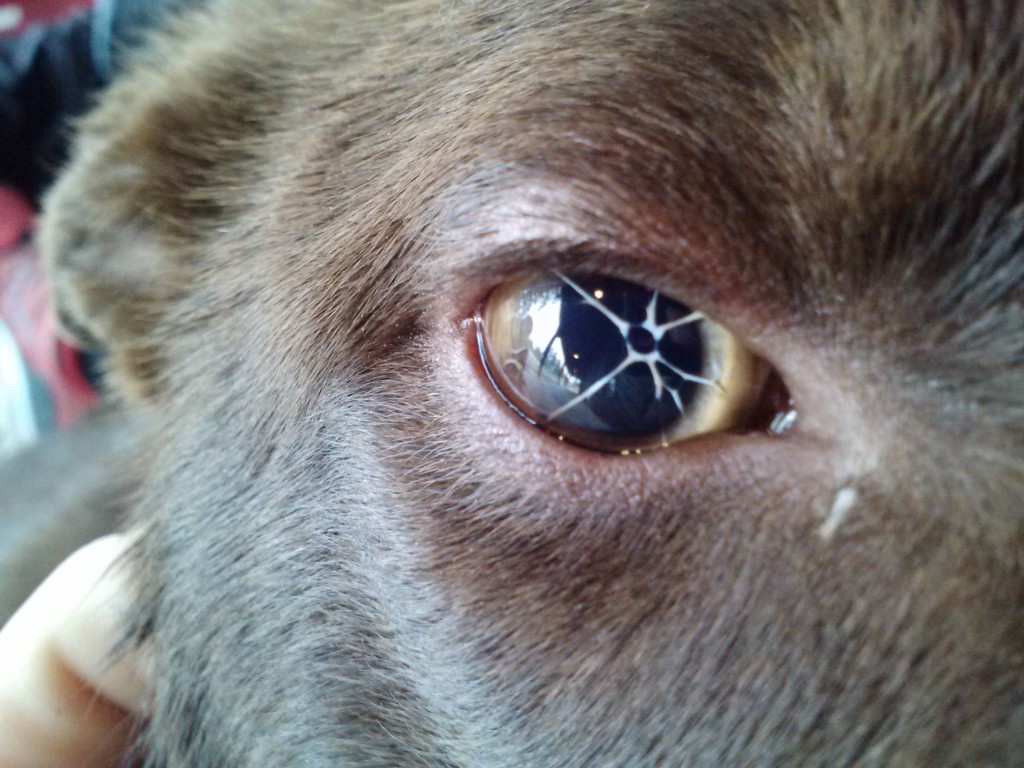 persistent-pupillary-membrane-dog