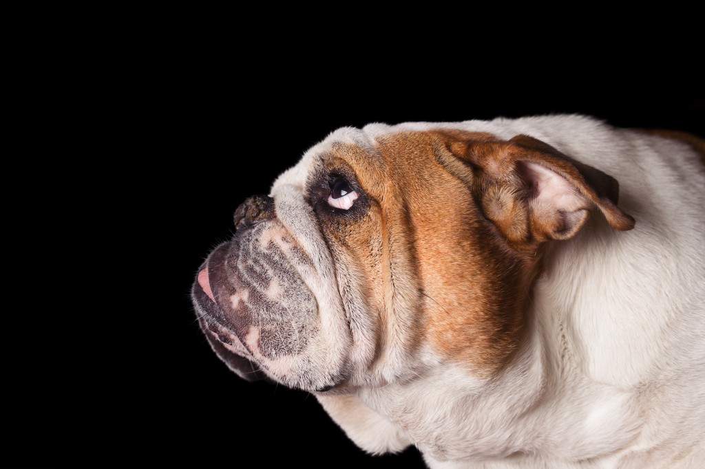 English Bulldog dog canine pet isolated on black background looking up and hopeful curious waiting watching patiently