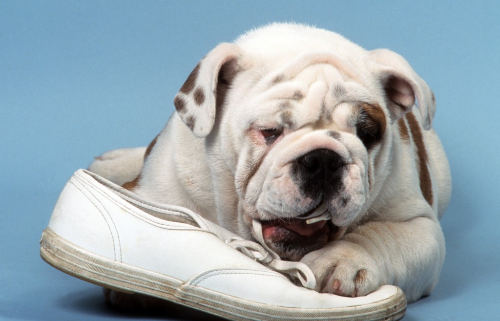 bulldog anglais en train de dtruire une chaussure