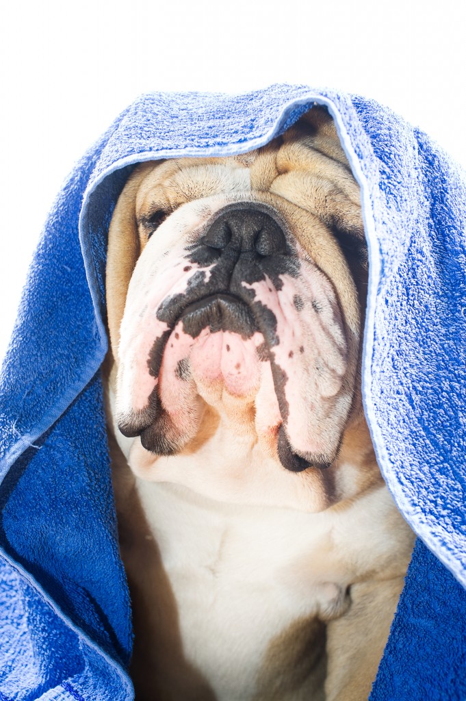 Bulldog in a towel