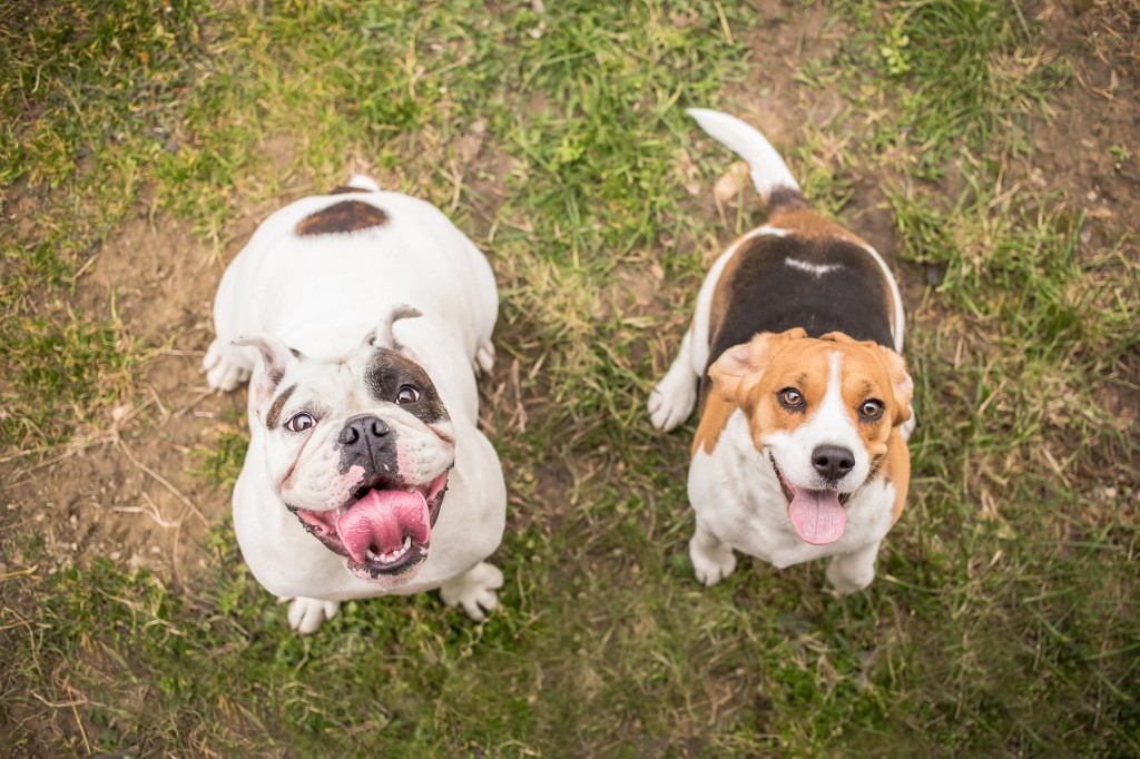 Bulldog and Beagle dog waiting for reward