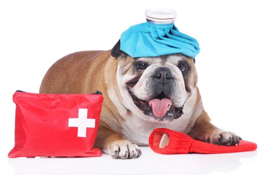 English bulldog with emergency kit