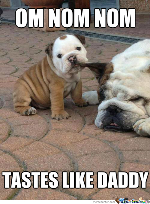 Funny-Bulldog-Memes-Images
