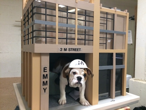 emmy-in-doghouse_580w