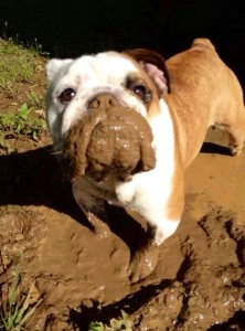muddy bulldog