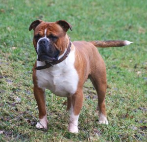 UKC_Olde_English_Bulldogge_Male