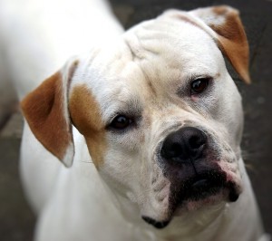 american-bulldog-179677_960_720