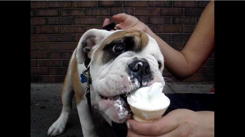 bulldog-eating-ice-cream