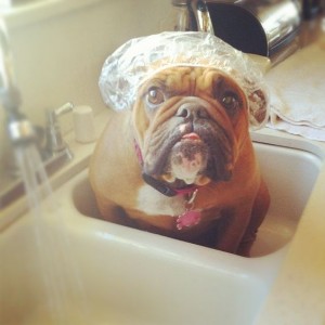 bulldog-getting-bath