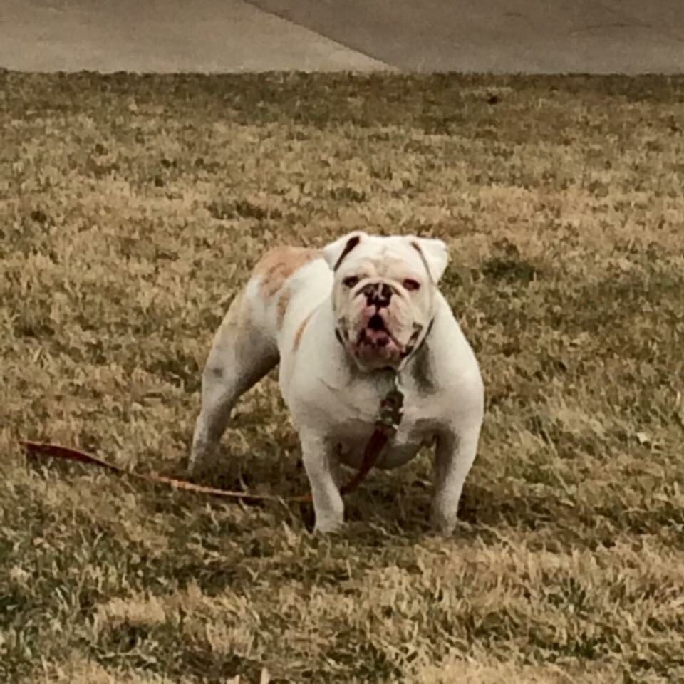 eddie-the-bulldog-2