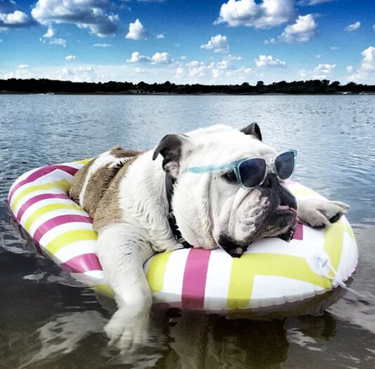 english-bulldog-puppy-in-the-water