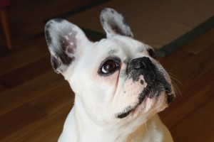 french-bulldog-1104365_960_720