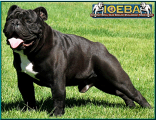 Solid black 2024 english bulldog