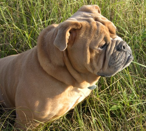 blue fawn olde english bulldogge