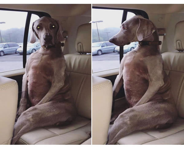 can dogs sit like humans