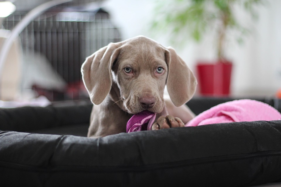 weimaraner-1381187_960_720