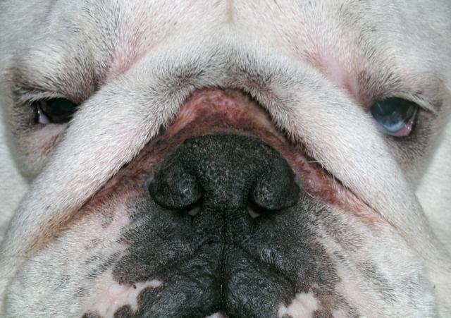 are bulldogs proneto dry nose