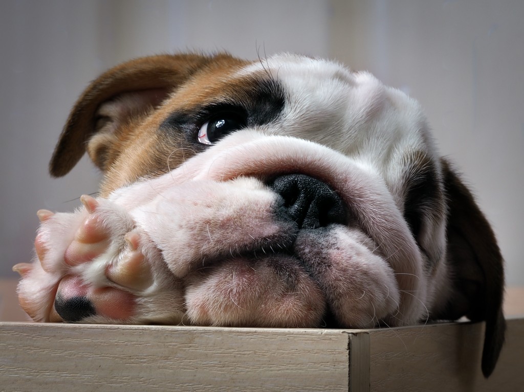 Puppy peeking out of the enclosure. English bulldog puppy. Purebred dog. Paw with claws, pink skin on the heel.