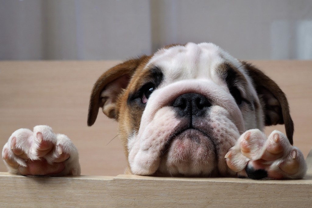 Puppy peeking out of the enclosure. English bulldog puppy. Purebred dog. Paw with claws, pink skin on the heel.