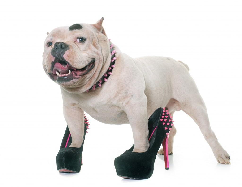 white american bully and court shoes
