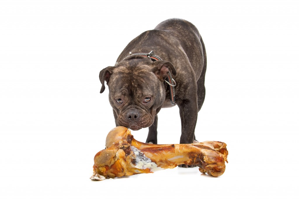 old english bulldog and a big bone