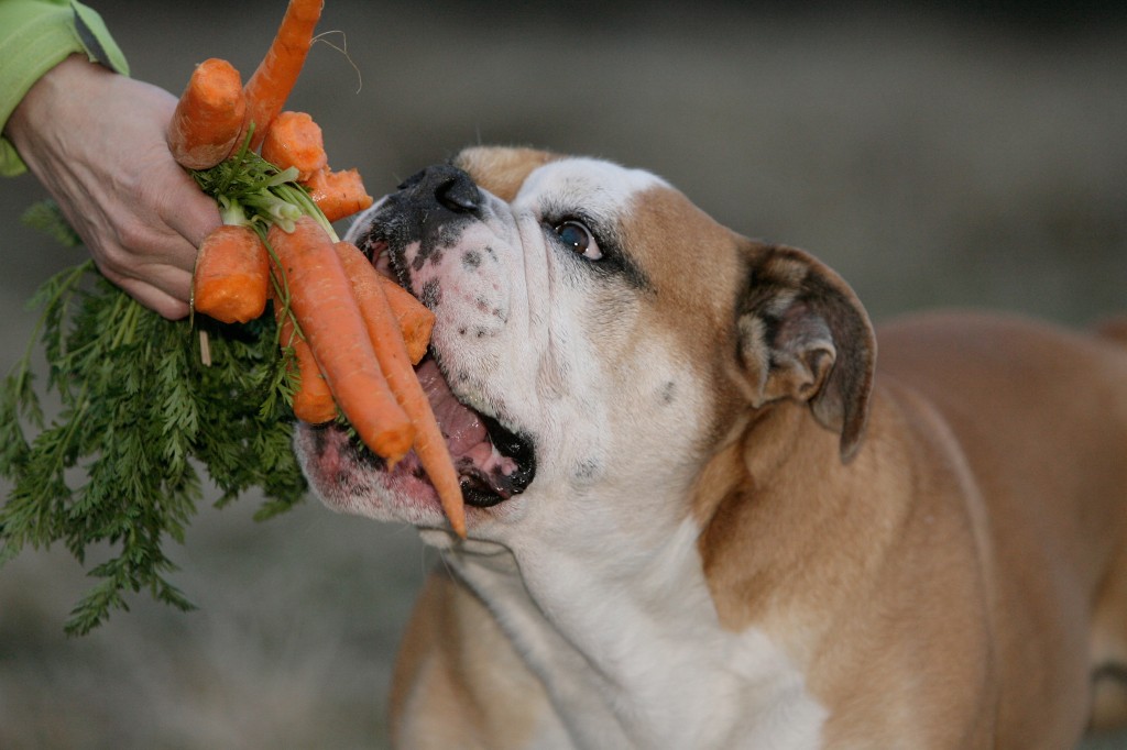 Karotten sind lecker