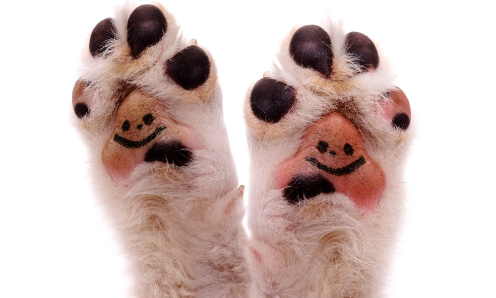 dog paws inflamed webbing