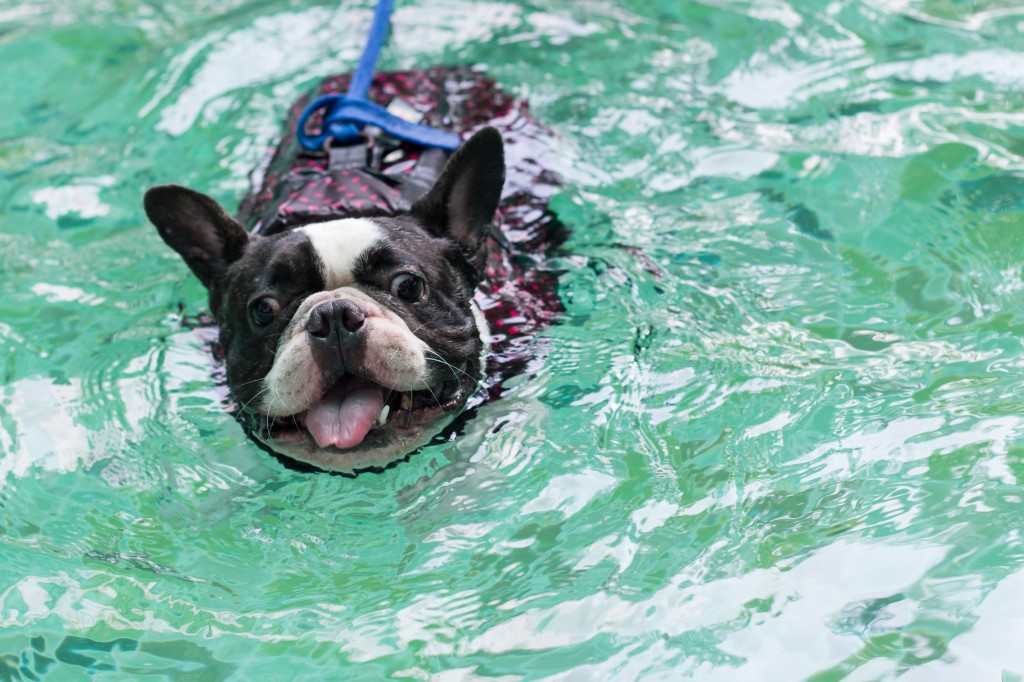 swimming dog