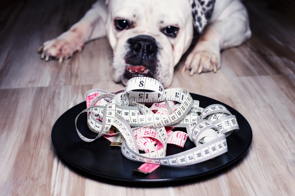 Plate filled with measuring tapes in front of a dog, diet concept, overweight pets