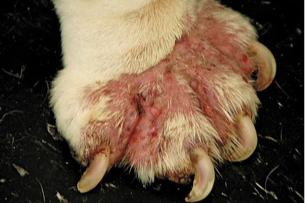 Demodectic-Pododermatitis-Bulldog-Mange