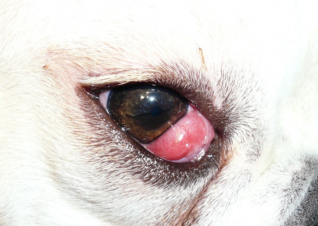 is it normal for french bulldogs to have red eyes