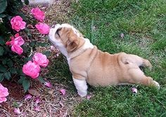 bulldog-roses