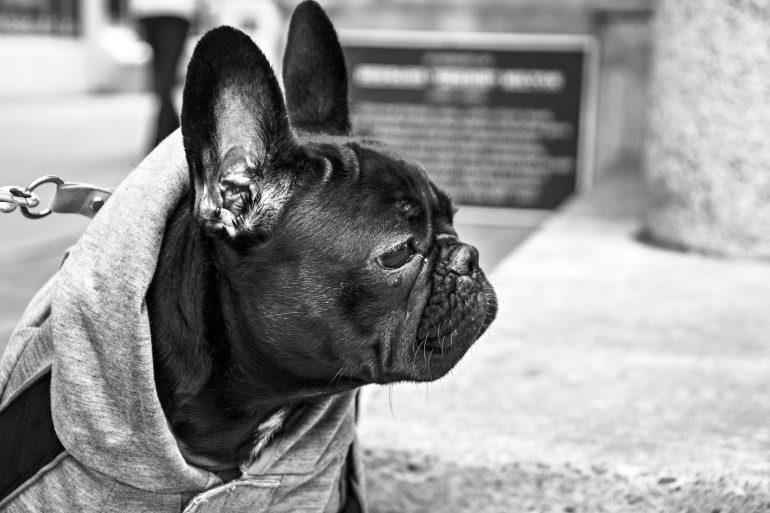 bw-french-bulldog