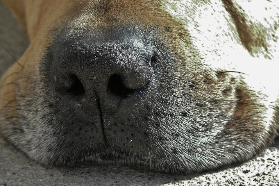 is a bulldogs nose supposed to be dry