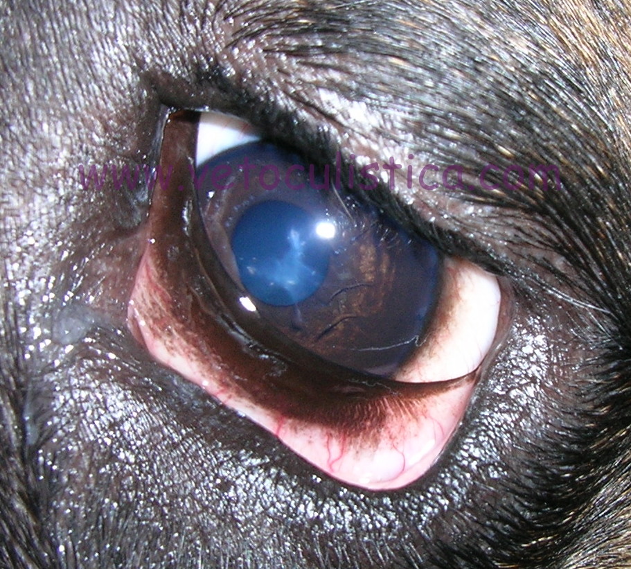 The Eyes Have It, 9 Common Bulldog Eye Problems