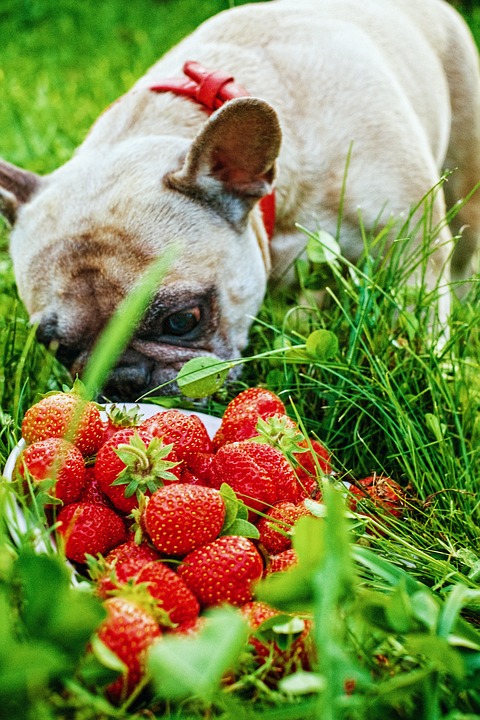 french-bulldog-1482581_960_720