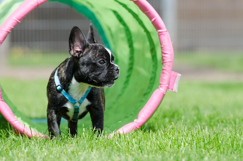 french-bulldog-665152_960_720