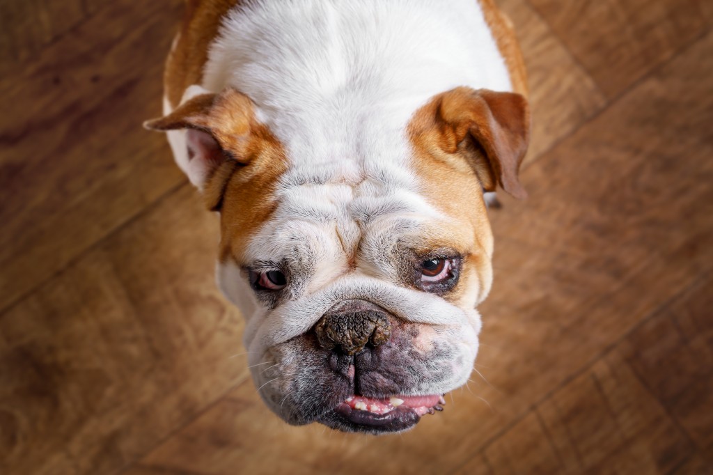 Top view of purebred English bulldog dog canine pet on wooden floor looking up and curious attentive interested patient waiting watching listening