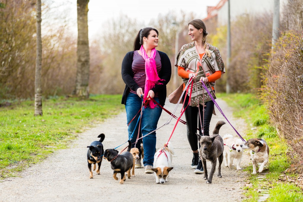 Dog sitters walking their customers