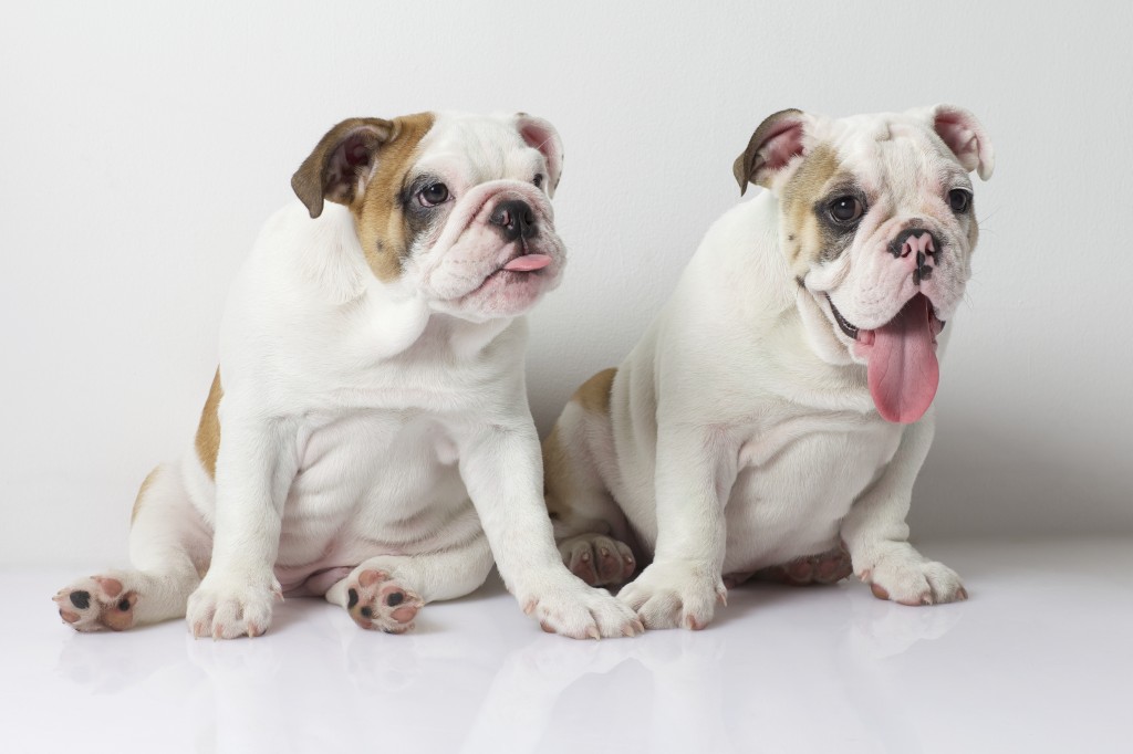 English Bulldog Puppies