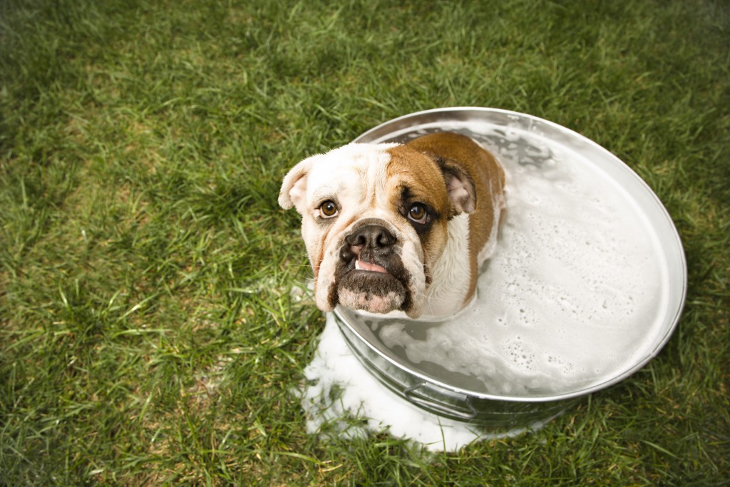 Bulldog bath.