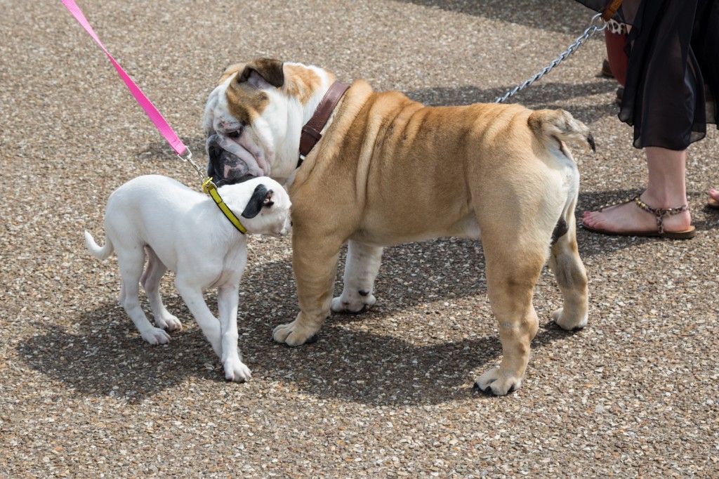 Bulldog and a puppy, two dogs, greeting each other.