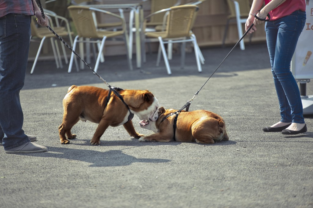 English Bulldog dog puppy outdoors